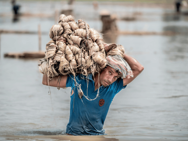 Jute Export & Supply
